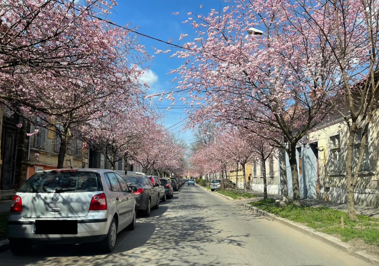 Dulcineea Downtown Garden Studio Timișoara Zewnętrze zdjęcie
